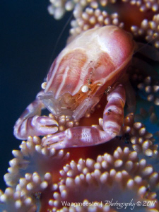 Little porcelain crab on a sea pen.
Canon G9, D2000, 2xU... by Marco Waagmeester 